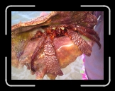 Tortola 079 * I think it's called a Sea Devil * 2048 x 1536 * (1.69MB)